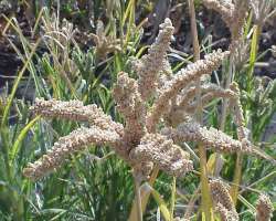 The inhabitants of the region used to eat finger millet grains. They also used to keep cattle The inhabitants of the region used to eat finger millet grains. They also used to keep cattle.